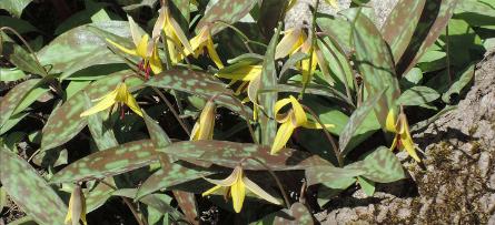 Erythronium americanum found in the Wildflower Garden of the Connecticut College Arboretum