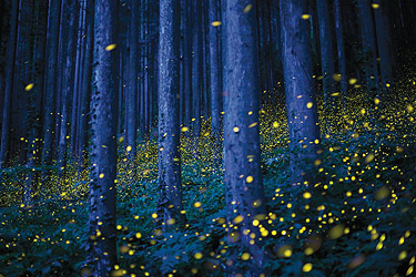 Image of many fireflies in the woods