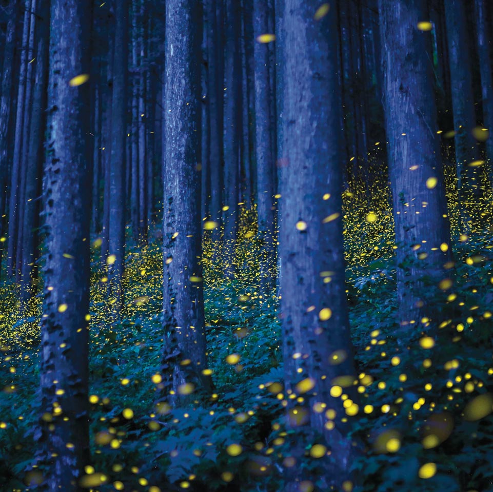 Image of many fireflies in the woods