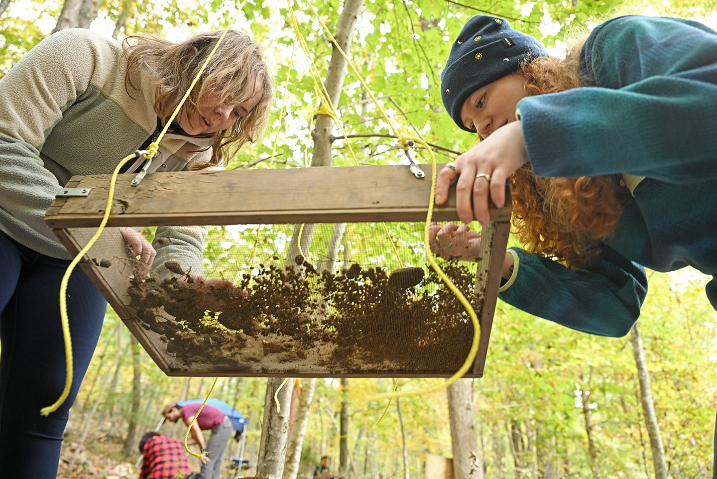 Two student archeologists bend over a sifting screen to examine the results of a dig.